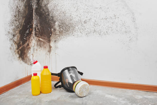Best Mold Testing and Removal  in Tunica, MS