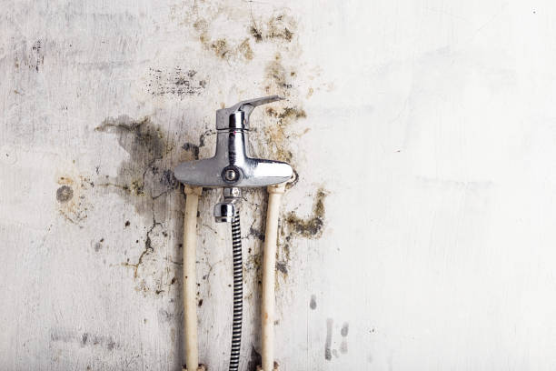 Best Office Mold Removal Services  in Tunica, MS