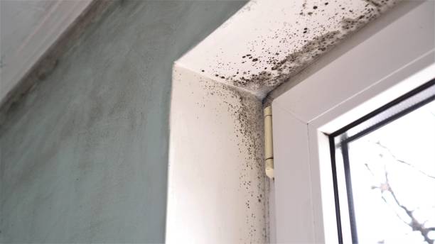 Best Commercial Mold Removal  in Tunica, MS