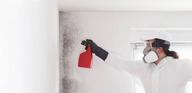 Best Mold Damage Repair  in Tunica, MS
