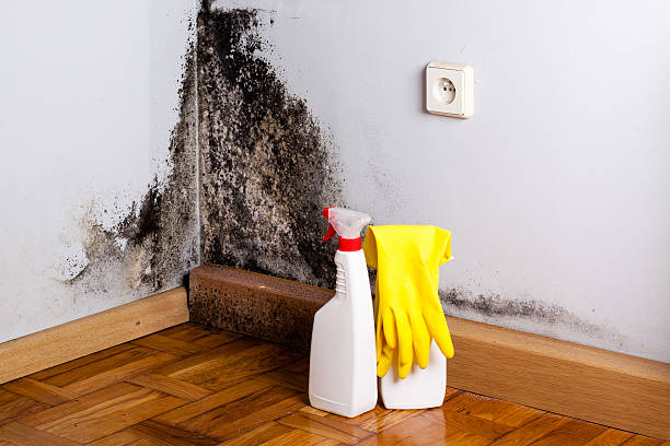 Best Mold Removal Specialists  in Tunica, MS